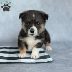 Katie, Pembroke Welsh Corgi Puppy